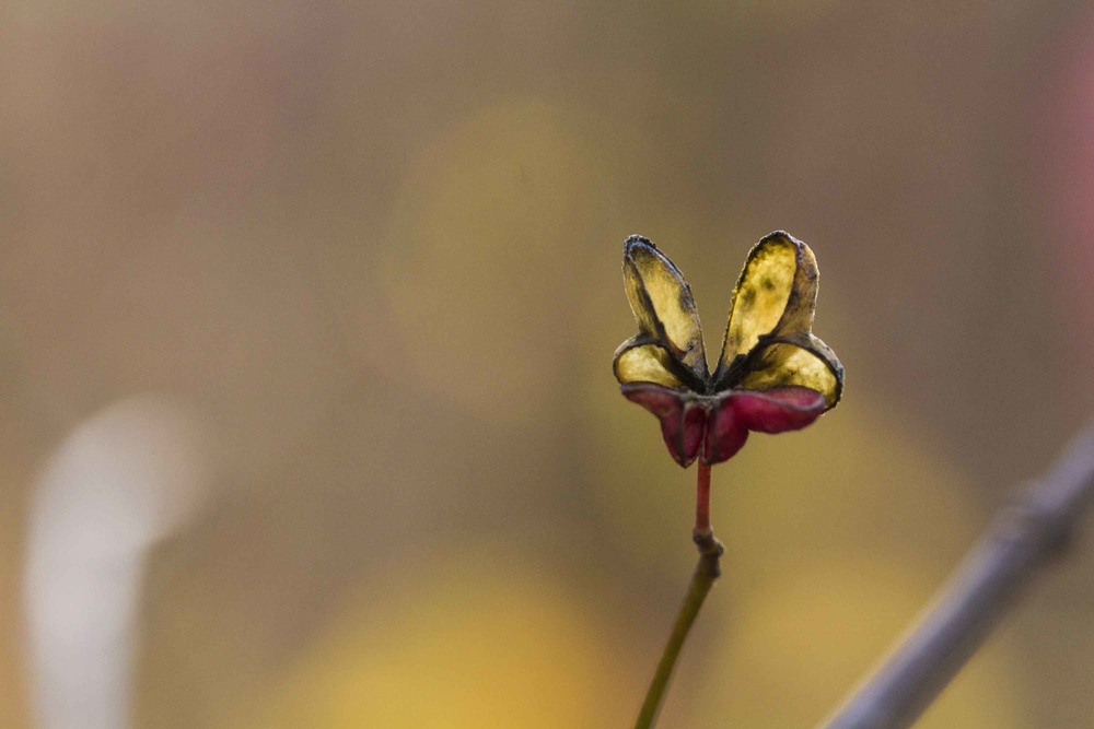 Фотографія Плоди проскурини майже як метелик / Tatjana Yana T Petruk / photographers.ua