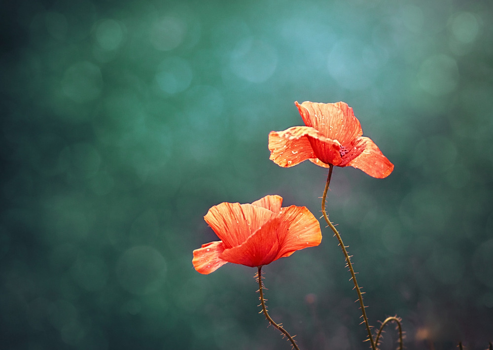 Фотографія Макро / Tatjana Yana T Petruk / photographers.ua