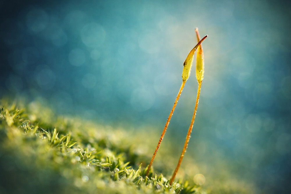 Фотографія Макро / Tatjana Yana T Petruk / photographers.ua