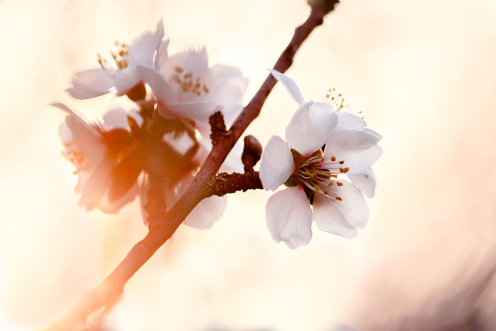 Фотографія Акварелі весни / Tatjana Yana T Petruk / photographers.ua