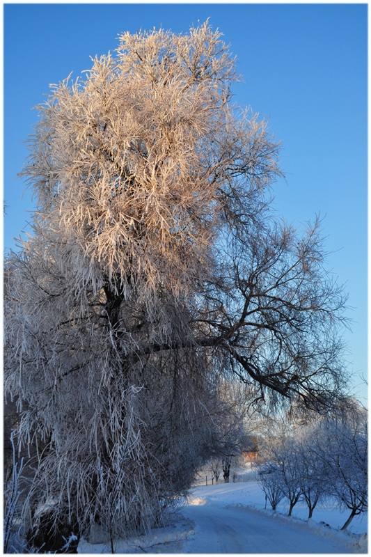 Фотографія зима / Monets / photographers.ua