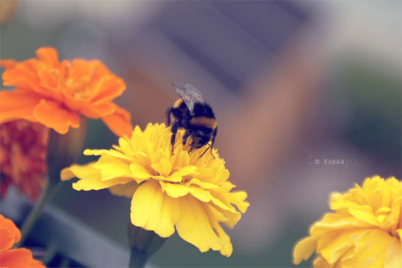 Фотографія Bumblebee / Соломія Гусак / photographers.ua