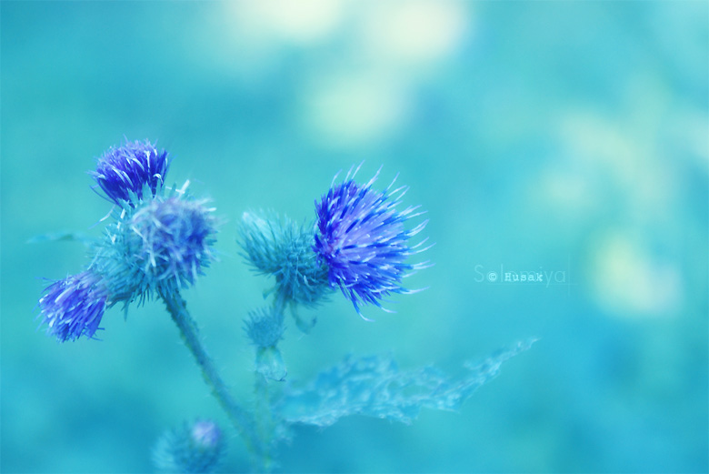 Фотографія Blue flower / Соломія Гусак / photographers.ua