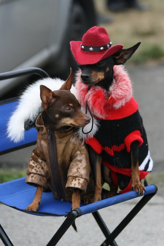 Фотографія - Монсеньер, герцог Бэкингем в Париже!.. / Mirddin Emrys / photographers.ua