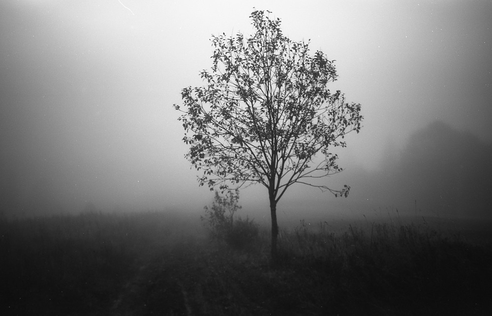 Фотографія foggy morning / Kate Ryna / photographers.ua