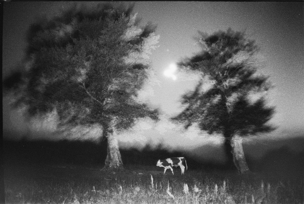 Фотографія місяць буки трави  і бичок / Роман Михайлюк / photographers.ua