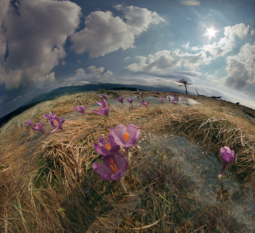 Фотографія Сонячний вітер / Роман Михайлюк / photographers.ua