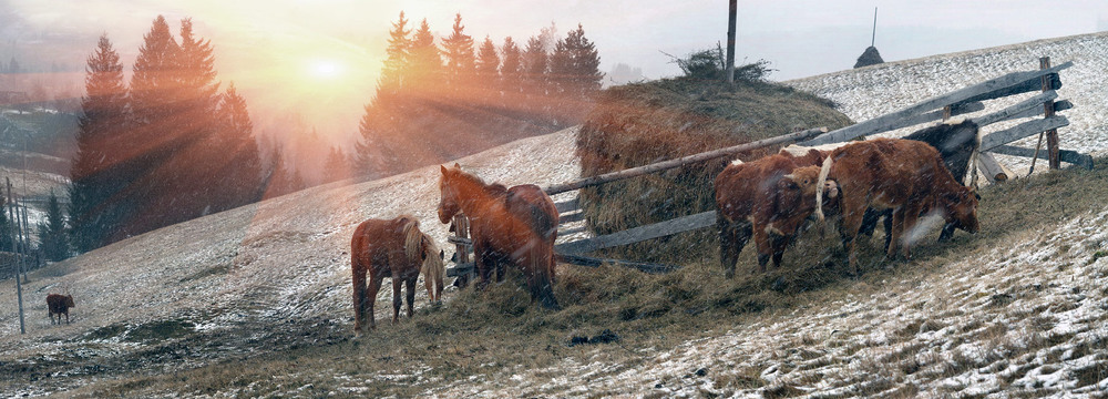 Фотографія Травневий сніг на Верховинах. / Роман Михайлюк / photographers.ua