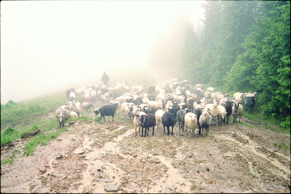 Фотографія Дощ, Петро і вівці -2 / Роман Михайлюк / photographers.ua