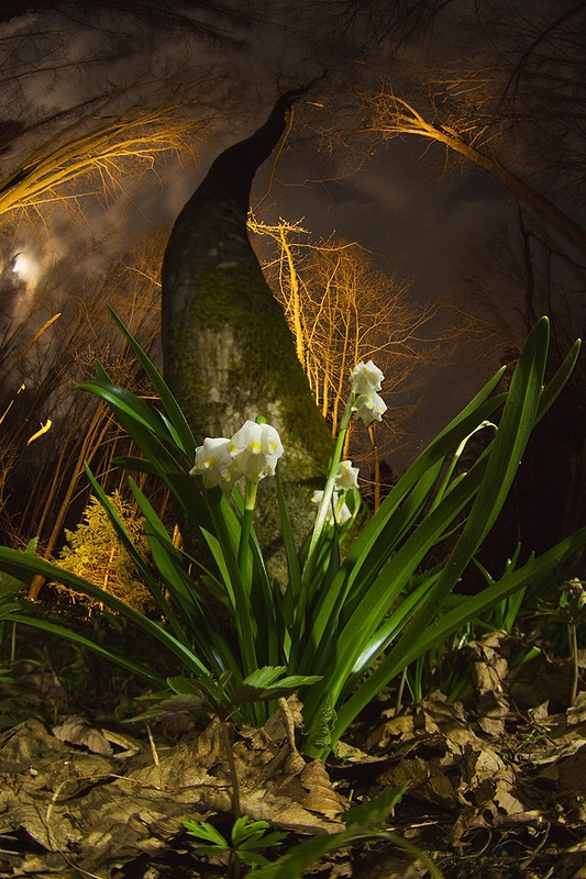 Фотографія Торнадо квітневе в Чорному лісі. / Роман Михайлюк / photographers.ua