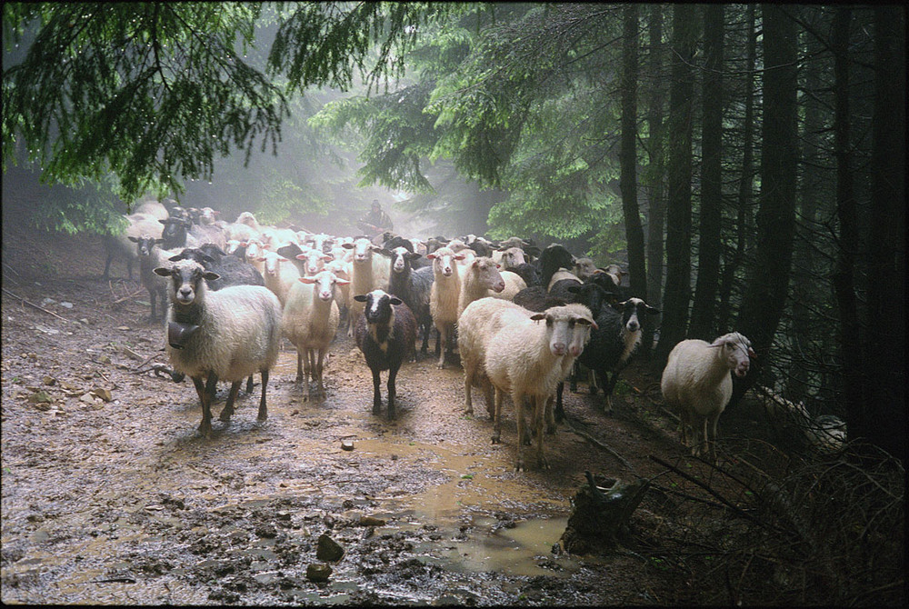 Фотографія Дощ, Петро і вівці -3 / Роман Михайлюк / photographers.ua