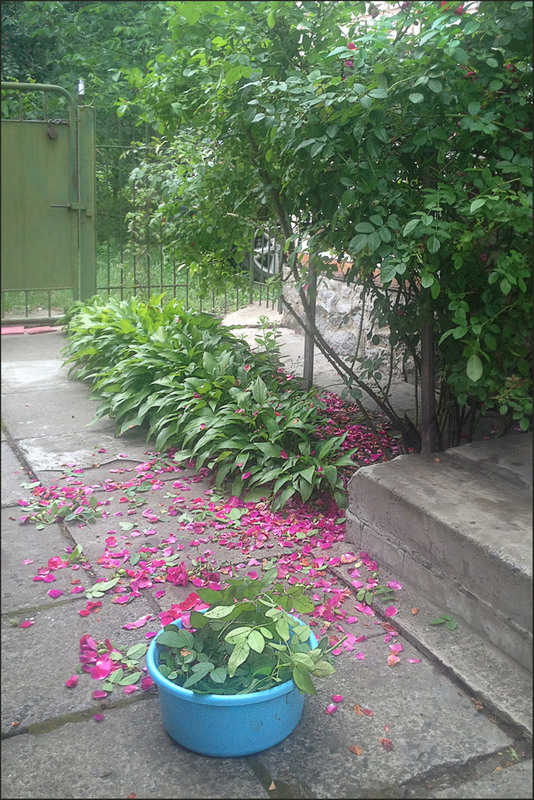 Фотографія Как хороши, как свежи были розы... / Кигим Николай / photographers.ua