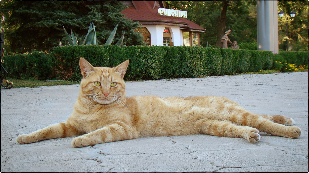 Фотографія Про Миргородского кота / Кигим Николай / photographers.ua
