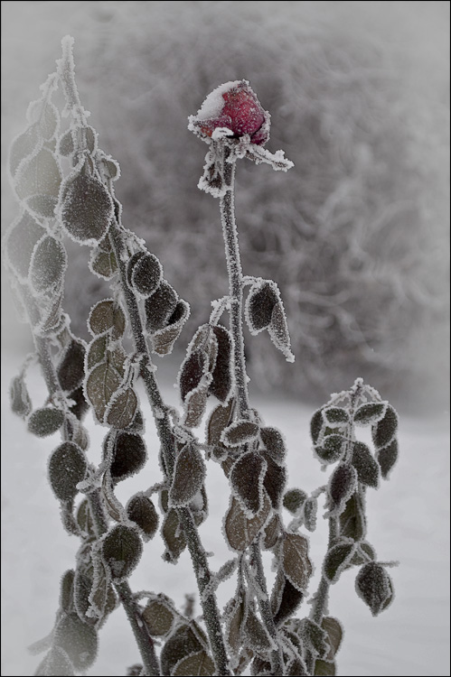 Фотографія Замерзаю, но не сдаюсь... / Кигим Николай / photographers.ua
