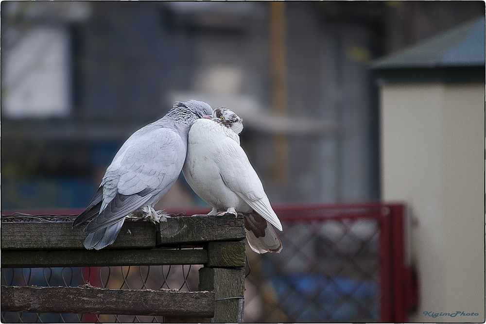 Фотографія Lovebirds / Кигим Николай / photographers.ua