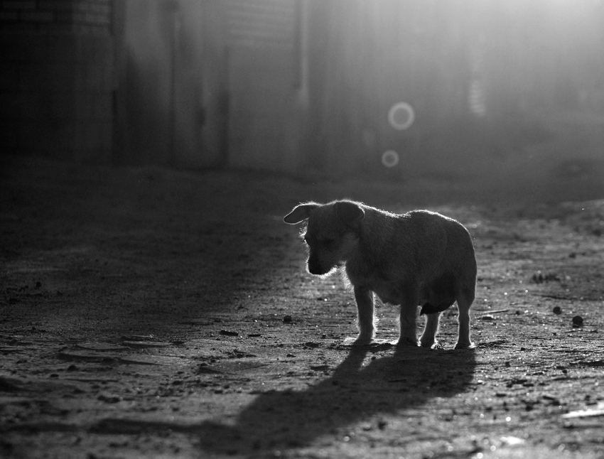 Фотографія ...про грусные мысли собачки по имени ИА / Андрей Рублевик / photographers.ua
