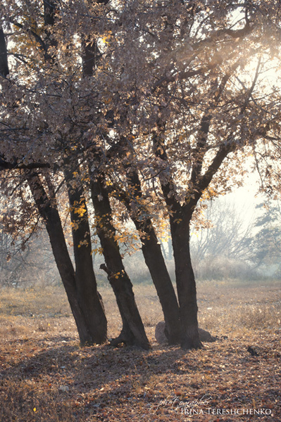 Фотографія Мистический лес / Irina Tereshchenko / photographers.ua