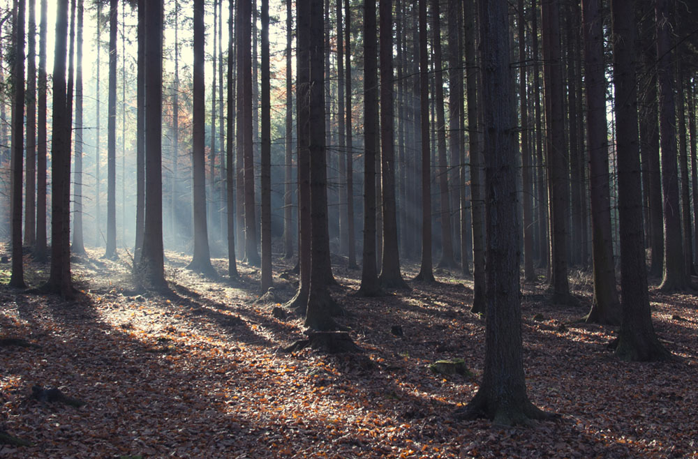 Фотографія Mistic FOREST / Irina Tereshchenko / photographers.ua