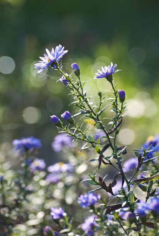 Фотографія Отголоски теплой осени / Irina Tereshchenko / photographers.ua