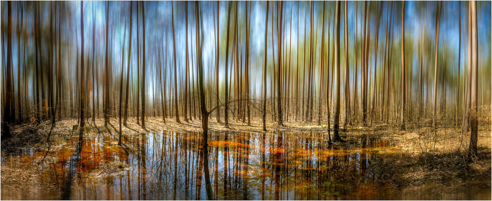 Фотографія Я в весеннем лесу... / Сергій Галіахметов / photographers.ua