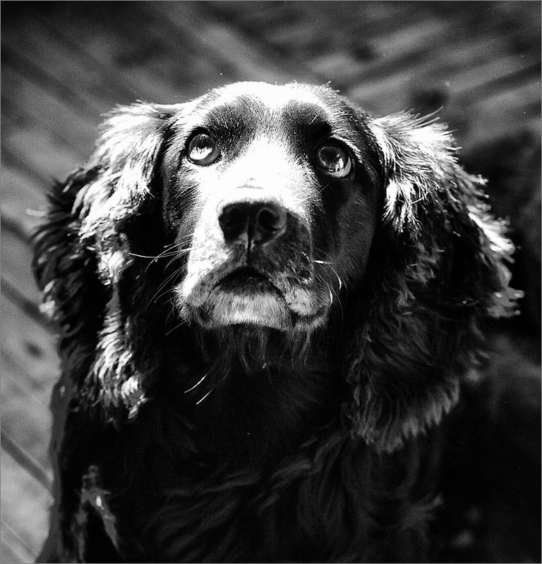 Фотографія мой солнечный пёс / Olenka Plushka / photographers.ua