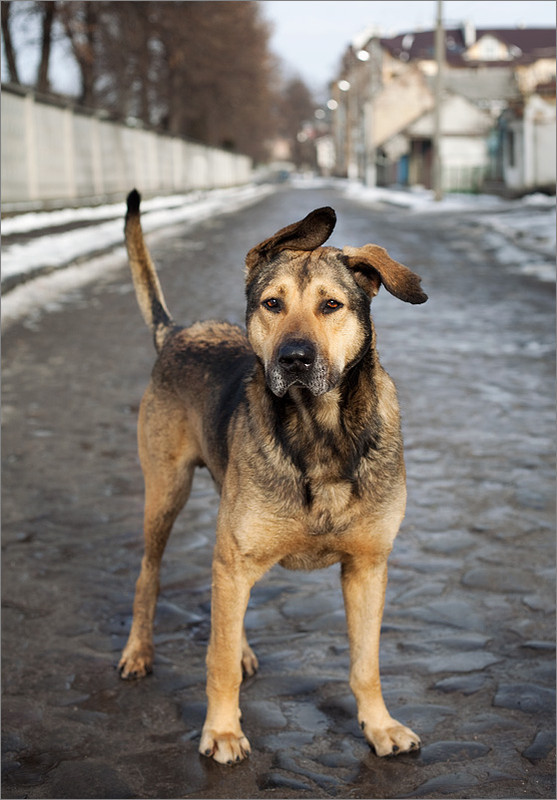 Фотографія портрет неизвестного пса / Olenka Plushka / photographers.ua