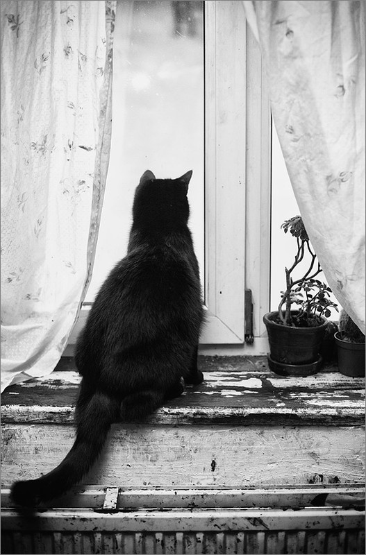 Фотографія жил да был чёрный кот / Olenka Plushka / photographers.ua