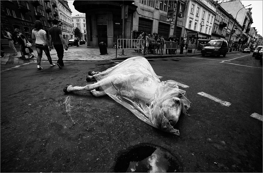 Фотографія очень лошади прожить без неба трудно... (с) / Olenka Plushka / photographers.ua