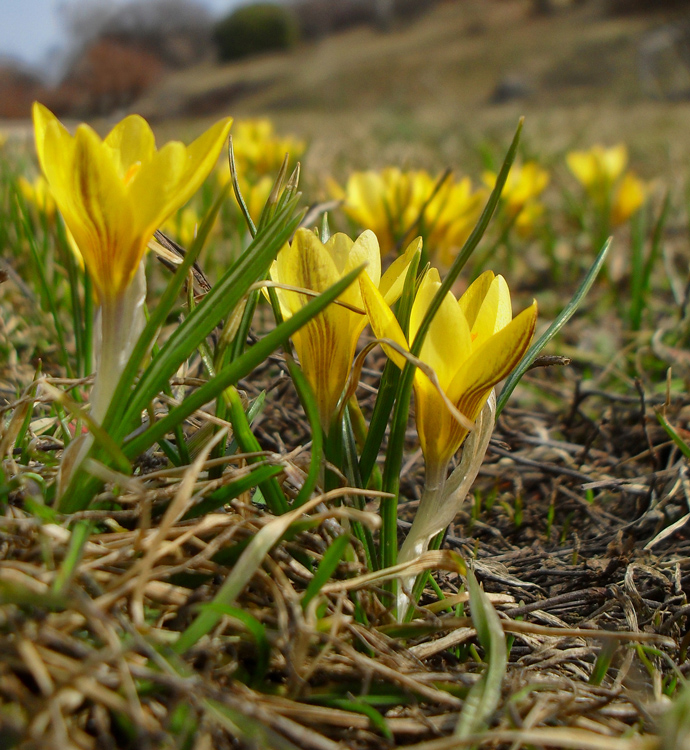 Фотографія Нарешті весна... / (BamBucha) Юрко Бучаров / photographers.ua