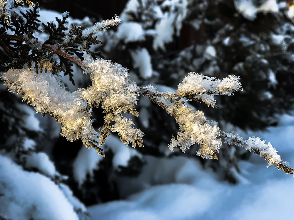 Фотографія Снег на ветке хвои / Валерьян Бек / photographers.ua