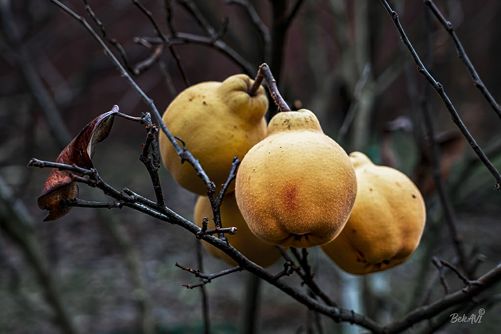 Фотографія Айва созрела в декабре / Валерьян Бек / photographers.ua