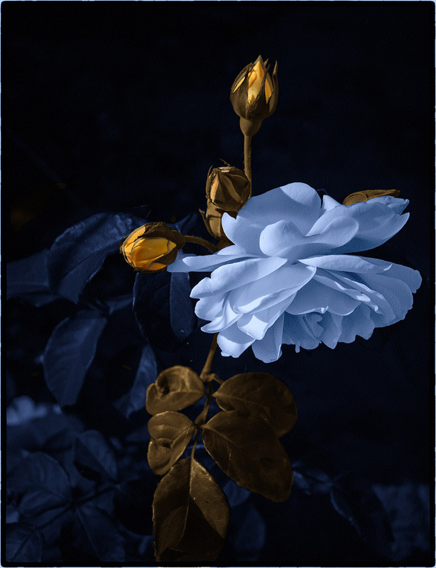 Фотографія Синяя роза - эмблема генетической модификации, созданная путем применения масок в фотошопе. / Валерьян Бек / photographers.ua