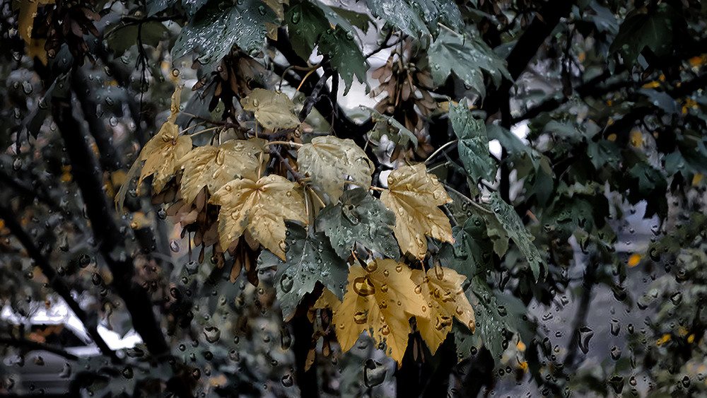 Фотографія Осень, она не спросит. Осень, она придёт... / Валерьян Бек / photographers.ua