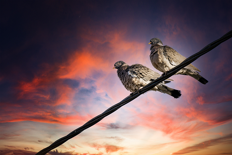 Фотографія Две дикие горлицы / Валерьян Бек / photographers.ua