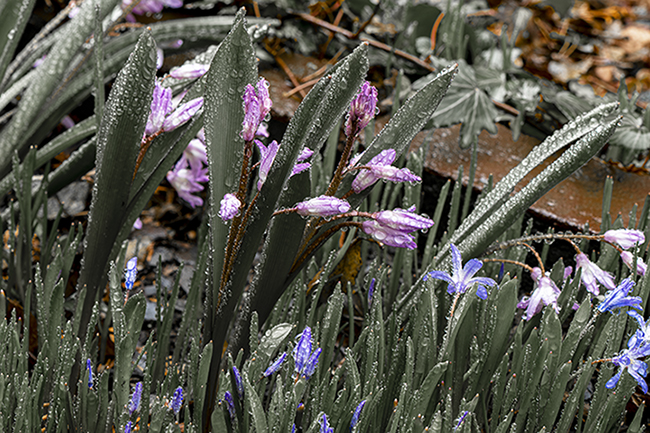 Фотографія Апрельский дождь / Валерьян Бек / photographers.ua