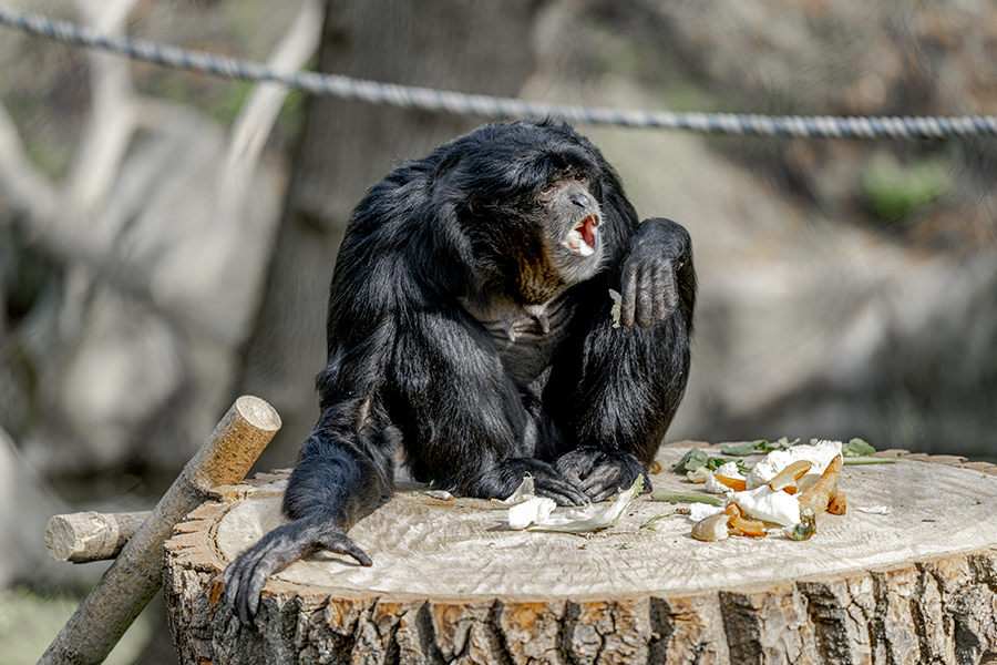 Фотографія Самка черного примата / Валерьян Бек / photographers.ua