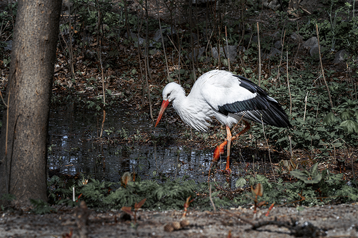 Фотографія Болотная цапля / Валерьян Бек / photographers.ua