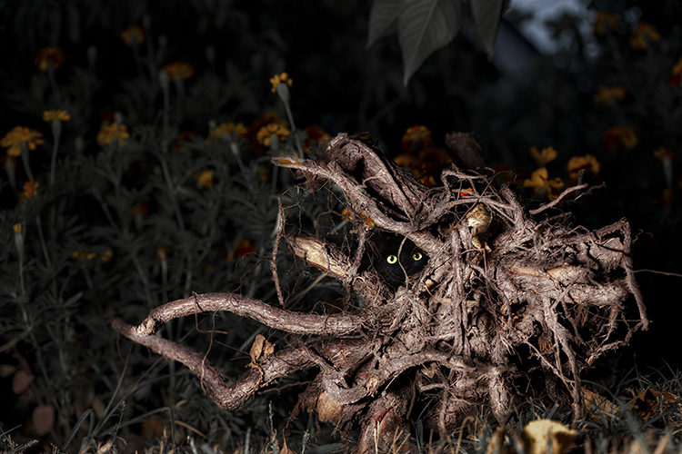 Фотографія Кото-монстр / Валерьян Бек / photographers.ua