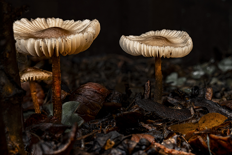 Фотографія Октябрята / Валерьян Бек / photographers.ua