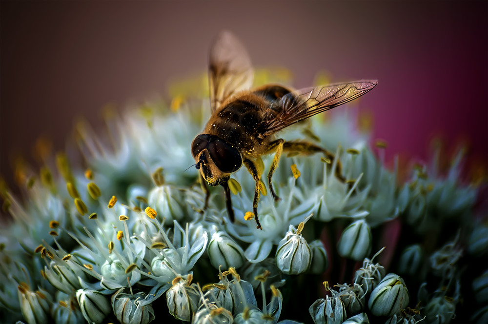 Фотографія Рабочая пчела / Валерьян Бек / photographers.ua