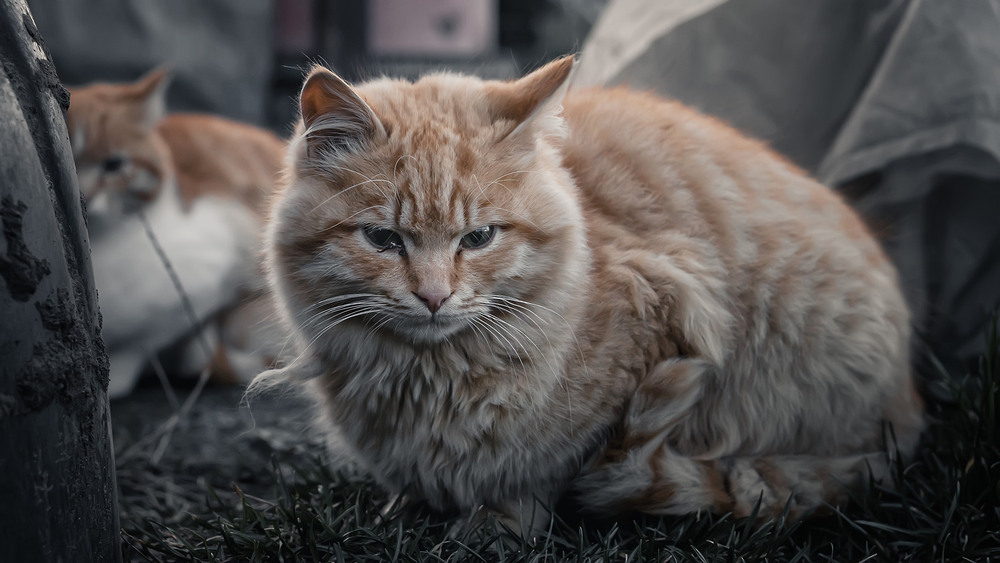Фотографія Пережившие войну / Валерьян Бек / photographers.ua
