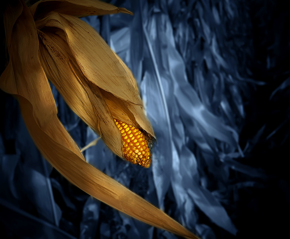 Фотографія Ночь. Неубранная кукуруза / Валерьян Бек / photographers.ua