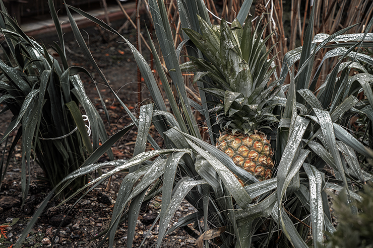 Фотографія Киевский зимний сорт / Валерьян Бек / photographers.ua