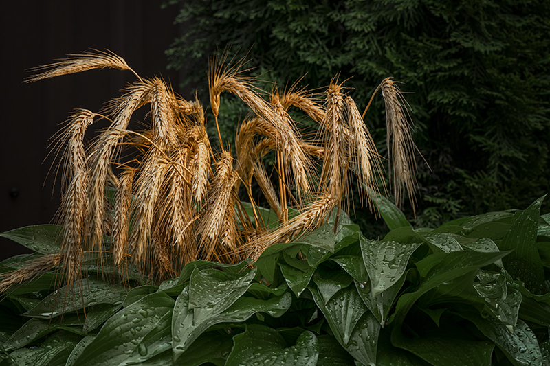 Фотографія Хоста во ржи / Валерьян Бек / photographers.ua