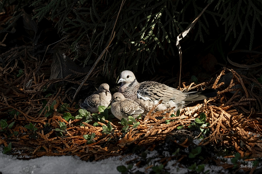 Фотографія Птичье семейство / Валерьян Бек / photographers.ua