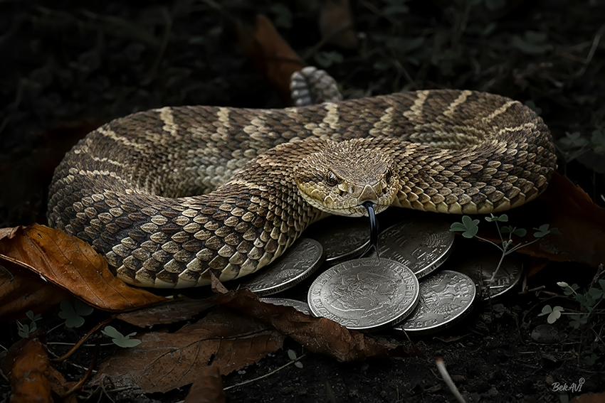 Фотографія "Властью денег из людей можно сделать змей". (Р.Киплинг) / Валерьян Бек / photographers.ua