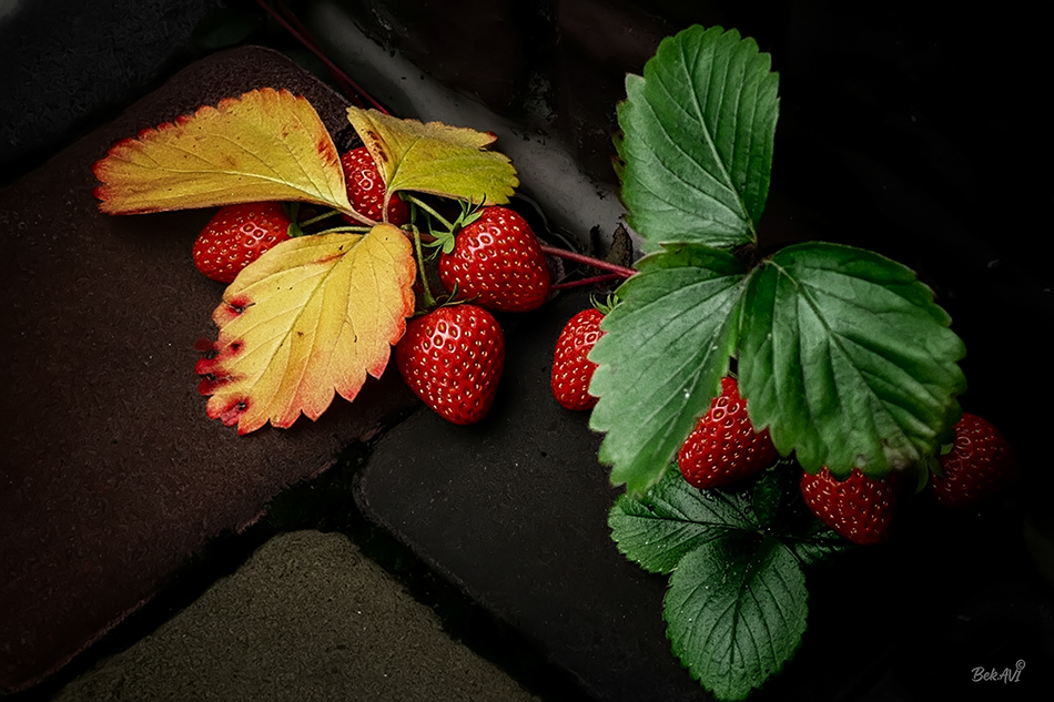 Фотографія Аномалии в декабре / Валерьян Бек / photographers.ua