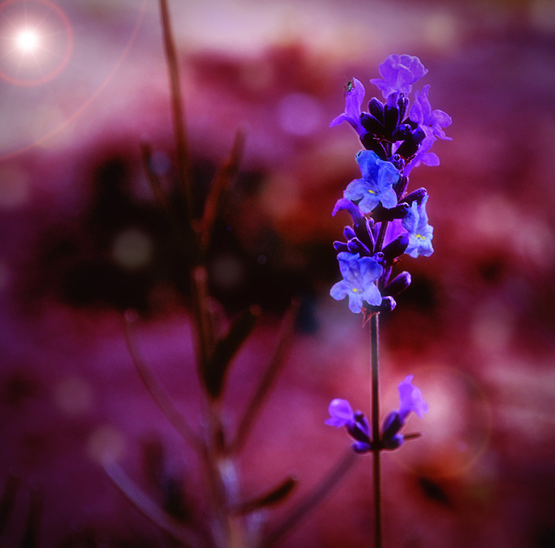 Фотографія Горная лаванда / Валерьян Бек / photographers.ua