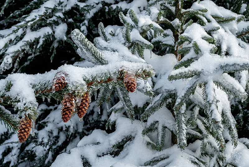 Фотографія Еловая ветка / Валерьян Бек / photographers.ua