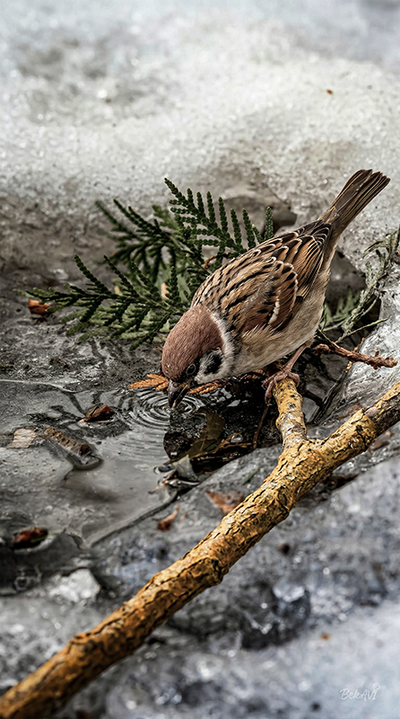 Фотографія Жажда весны / Валерьян Бек / photographers.ua
